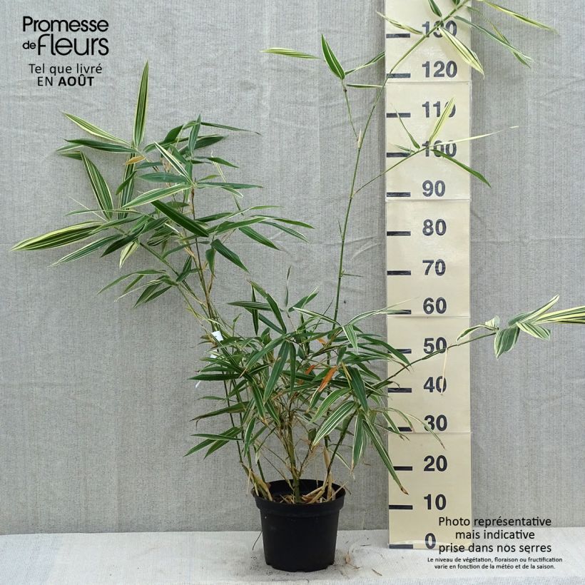 Hibanobambusa tranquillans Shiroshima - Petit bambou Pot de 4L/5L sample as delivered in summer