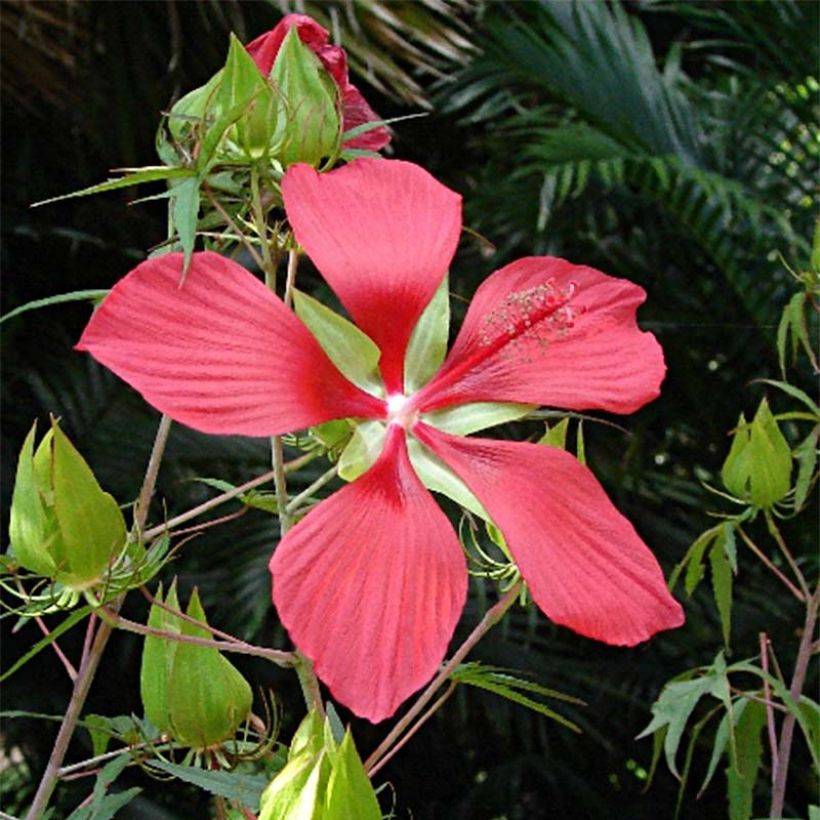 Hibiscus coccineus (Flowering)