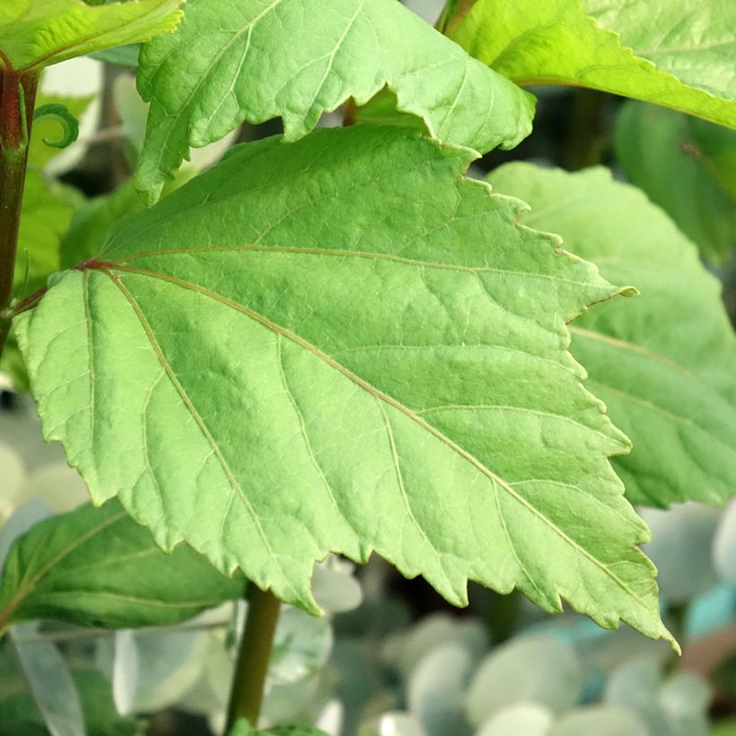 Hibiscus moscheutos Cherry Cheesecake - Swamp Rose Mallow (Foliage)