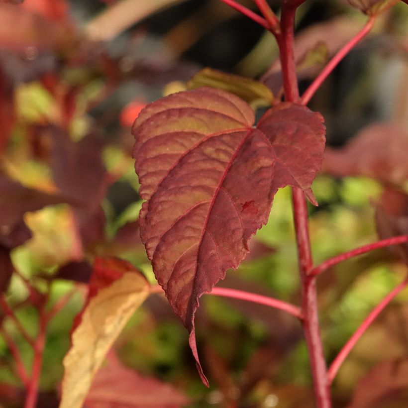 Hibiscus moscheutos Midnight Marvel - Swamp Rose Mallow (Foliage)