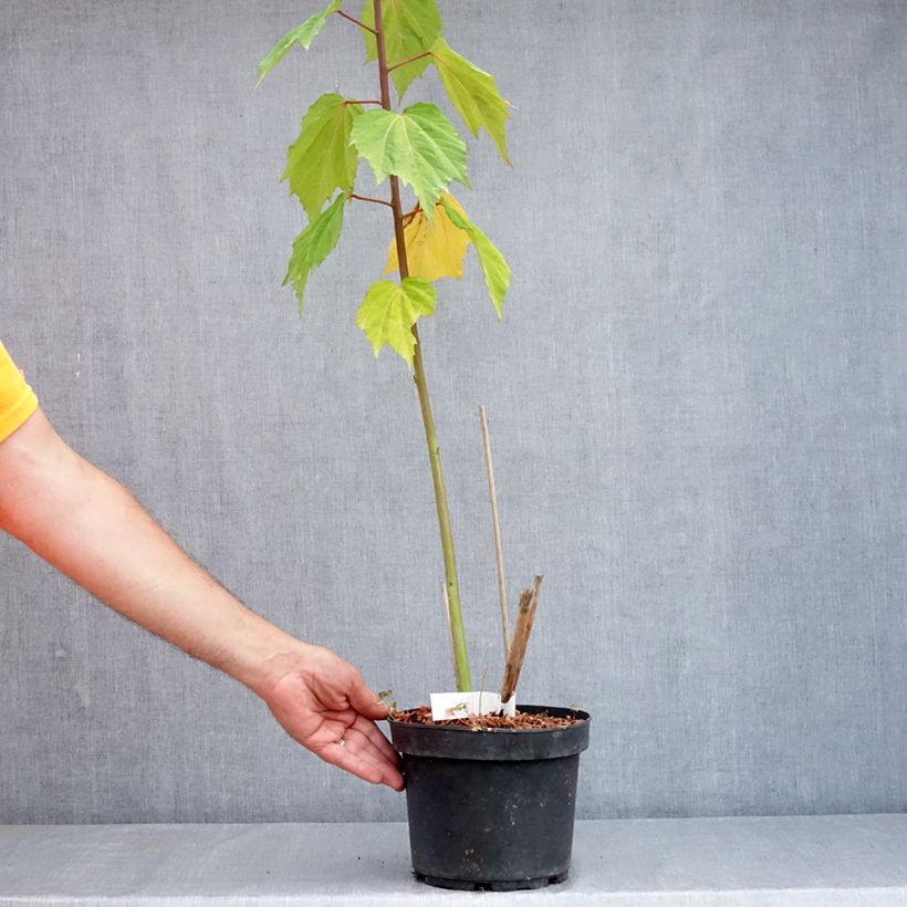 Hibiscus moscheutos Solène - Swamp Rose Mallow 3L/4L pot sample as delivered in summer