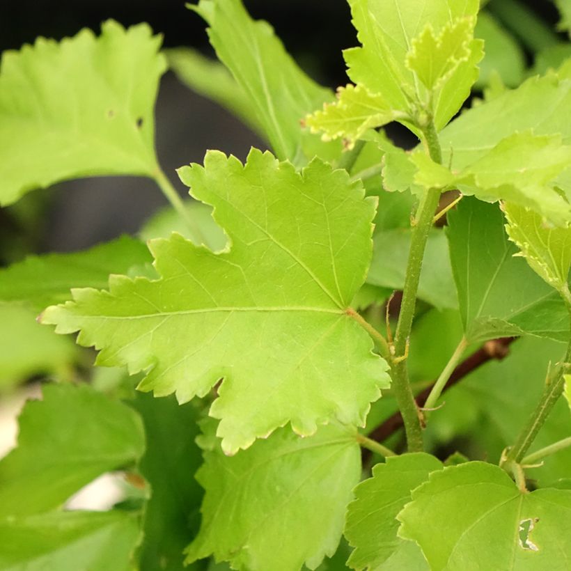 Hibiscus Rose Moon (Foliage)