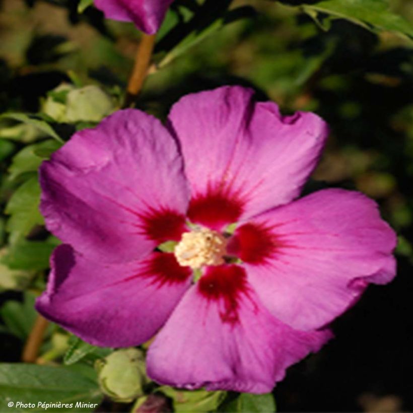 Hibiscus syriacus Russian Violet II - Rose of Sharon (Flowering)