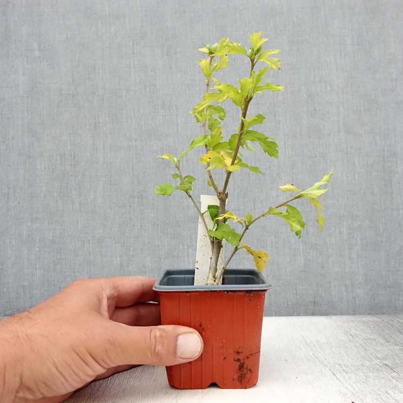 Hibiscus syriacus Admiral Dewey - Althéa blanc double - Godet de 8/9 cm sample as delivered in summer