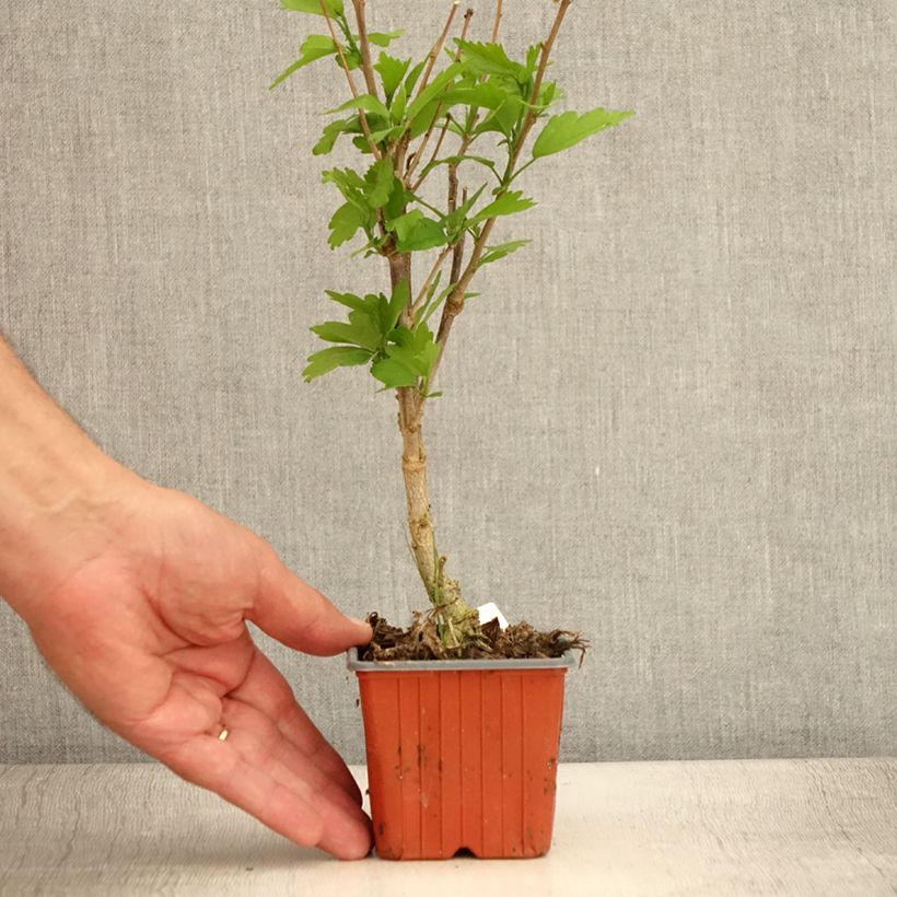 Hibiscus syriacus Ardens - Althéa double - Godet de 8/9 cm sample as delivered in summer