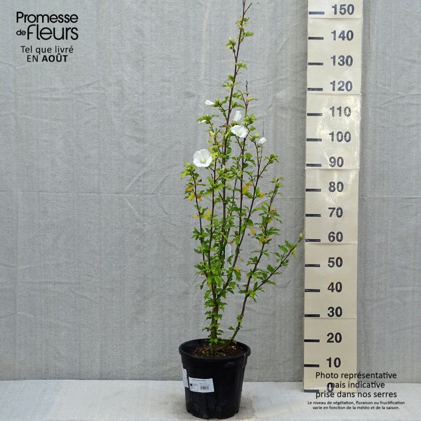 Hibiscus syriacus Eléonore - Rose of Sharon 7.5L/10L pot 50/60cm sample as delivered in summer