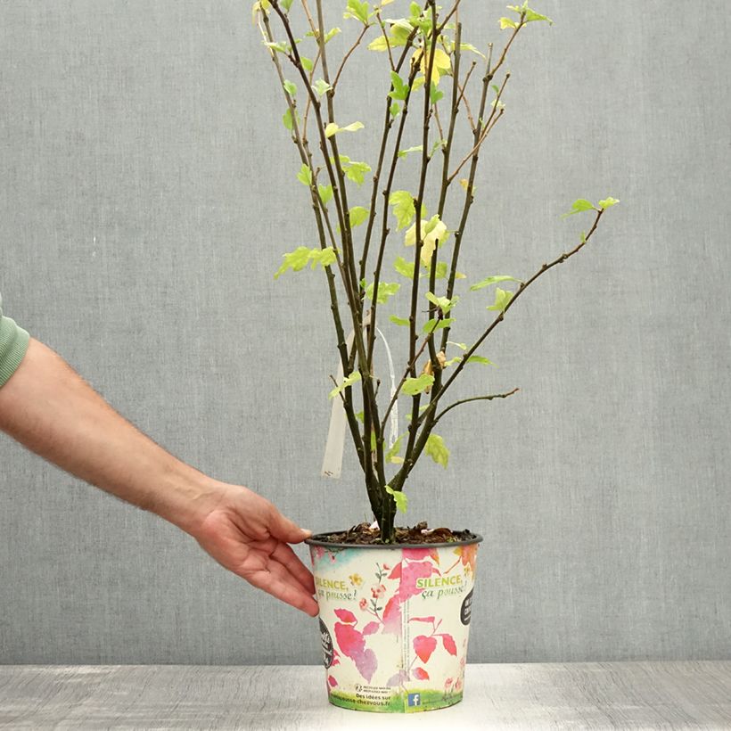 Hibiscus syriacus Eruption - Rose of Sharon 4L/5L potShipped height around 60/80cm sample as delivered in summer