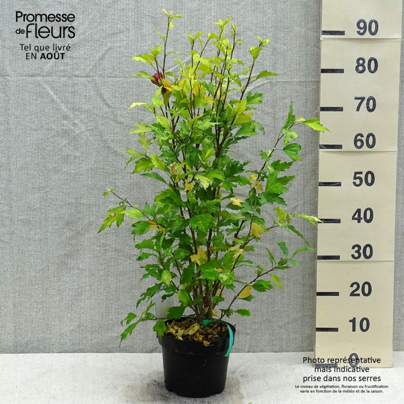 Hibiscus syriacus Flower Tower Ruby - Rose of Sharon 2L/3L potShipped height around 40/50cm sample as delivered in summer