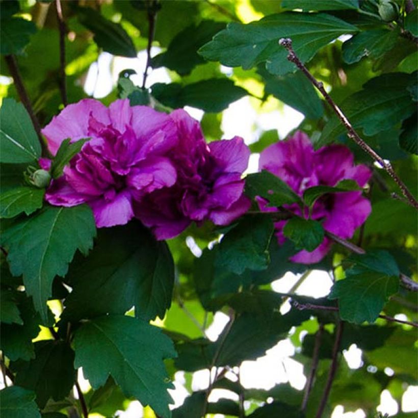 Hibiscus syriacus Freedom - Rose of Sharon (Flowering)
