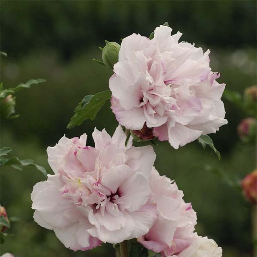 Hibiscus syriacus French Cabaret Pastel - Rose of Sharon (Flowering)