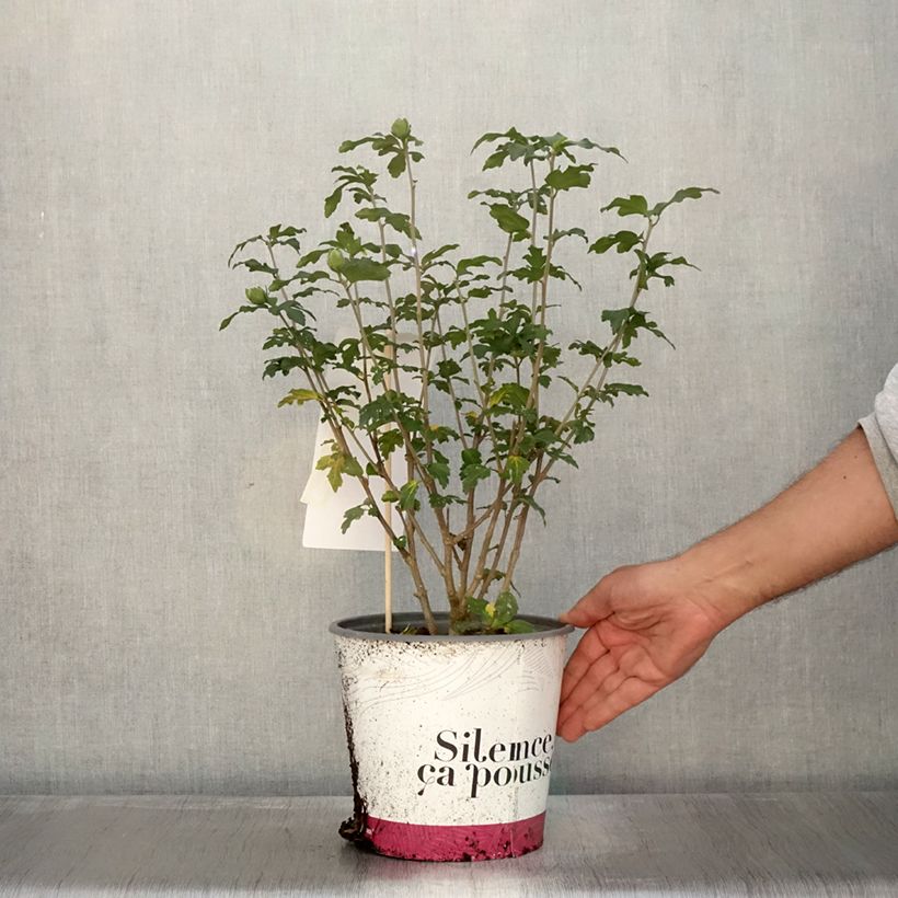 Hibiscus syriacus French Point - Rose of Sharon 4L/5L pot sample as delivered in autumn