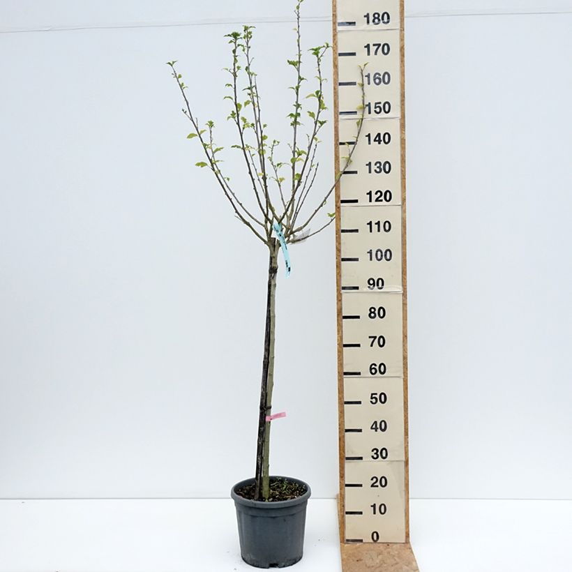 Hibiscus syriacus Hamabo - Rose of Sharon 7.5L/10L pot sample as delivered in summer