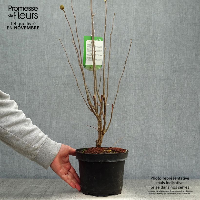 Hibiscus syriacus Lady Stanley - Rose of Sharon 3L/4L pot sample as delivered in autumn