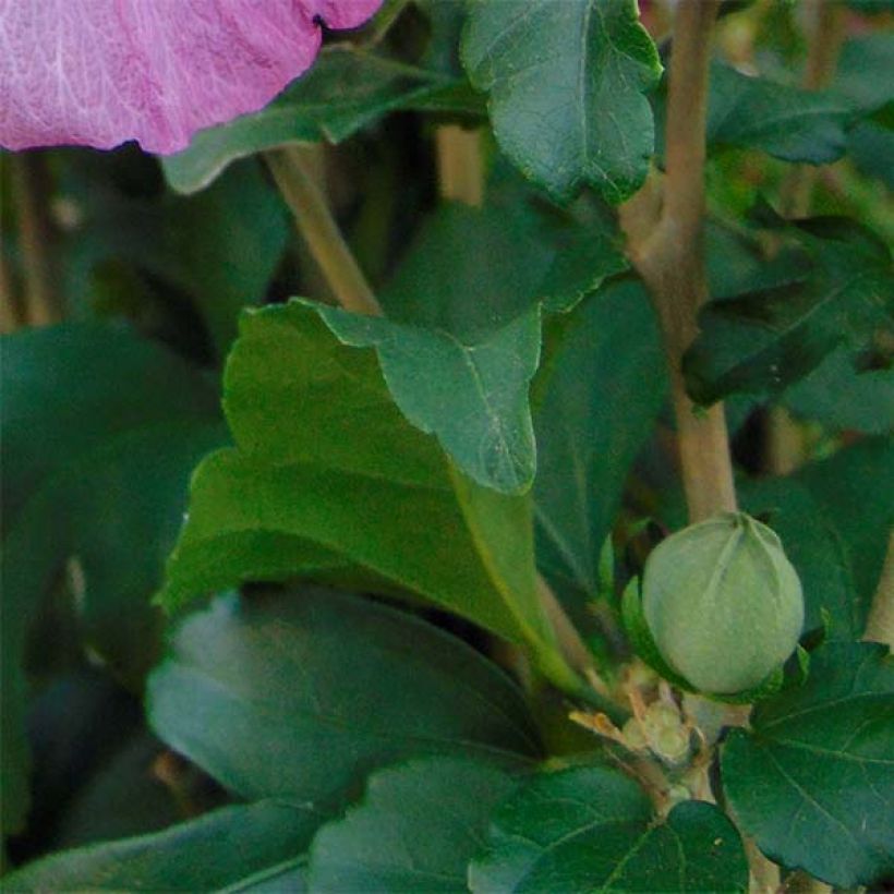 Hibiscus syriacus Magenta Chiffon - Rose of Sharon (Foliage)