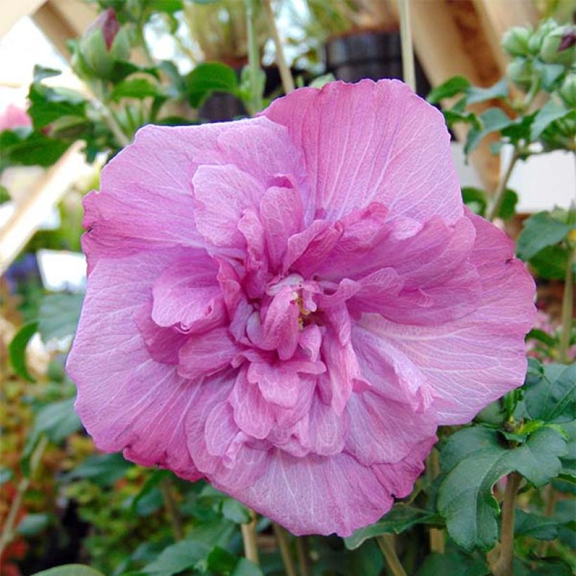 Hibiscus syriacus Magenta Chiffon - Rose of Sharon (Flowering)