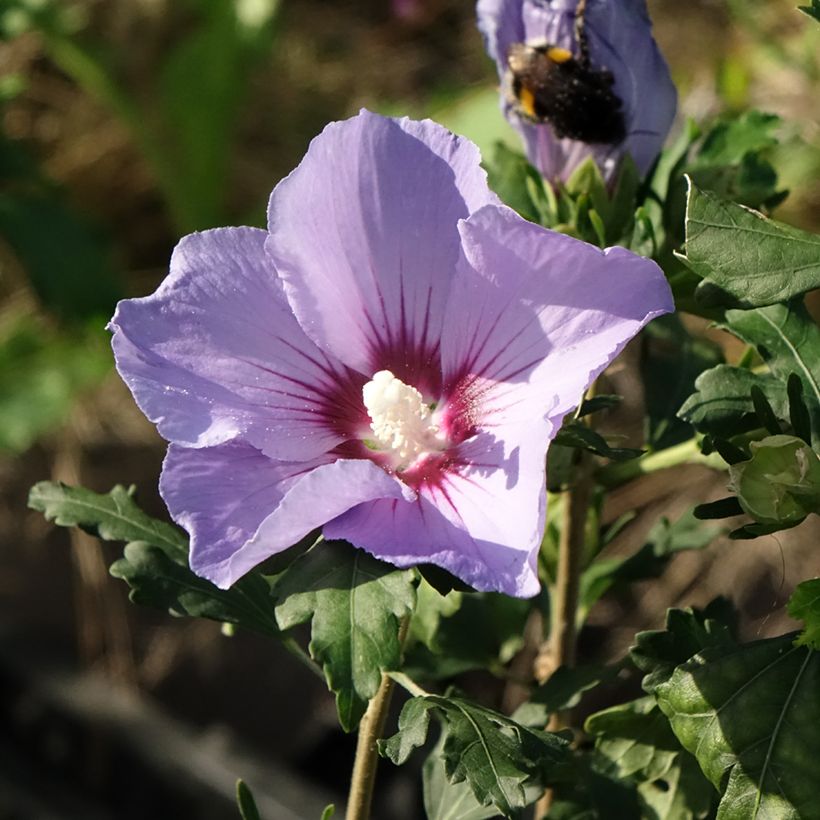Hibiscus syriacus Oiseau Bleu - Rose of Sharon (Flowering)