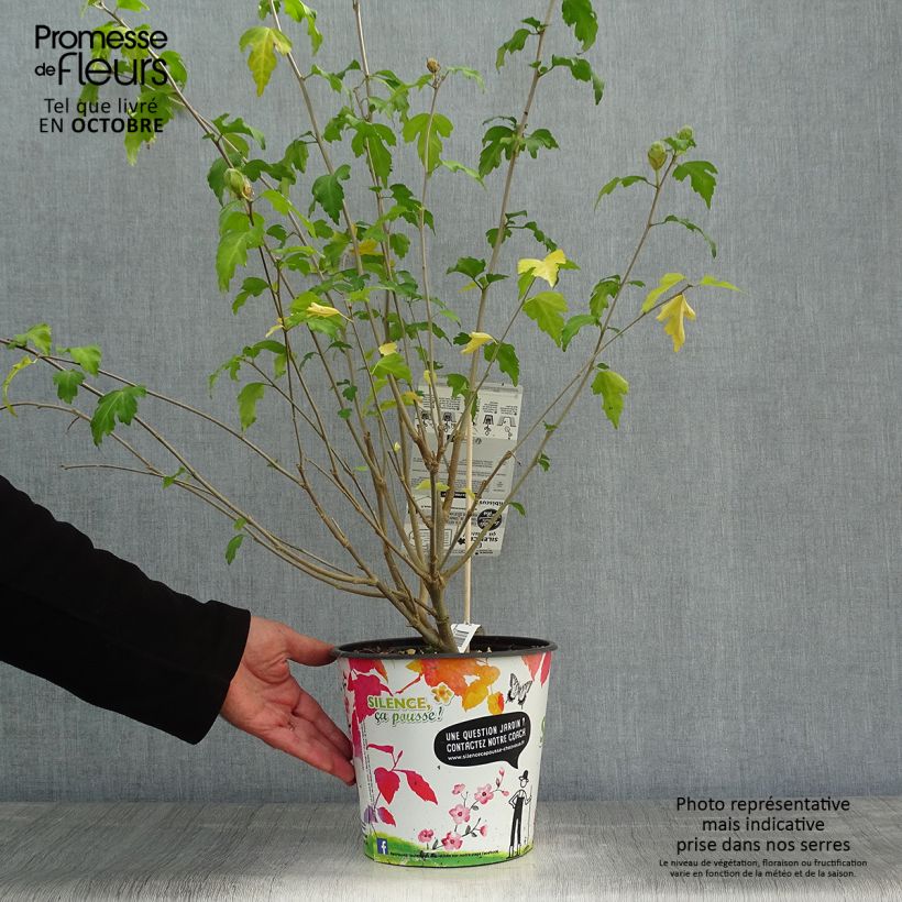 Hibiscus syriacus Pinky Spot pot 4L./5L. - Althéa rose sample as delivered in autumn