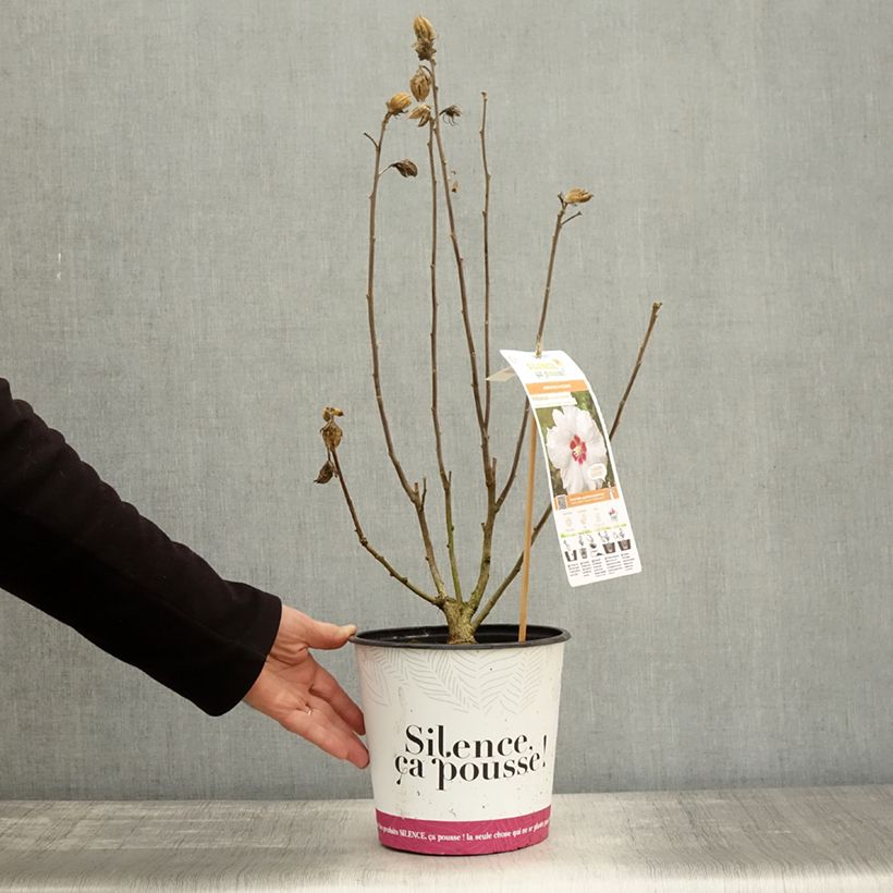 Hibiscus syriacus SupHeart - Rose of Sharon 3L/4L pot sample as delivered in autumn