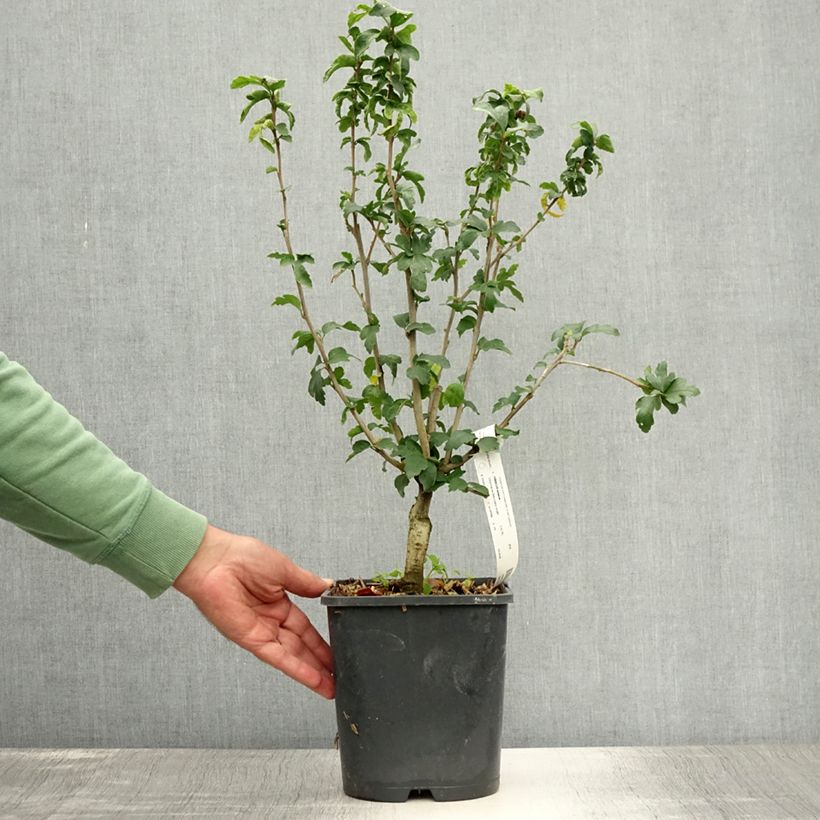 Hibiscus syriacus Ultramarine Minultra - Rose of Sharon 3L/4L pot sample as delivered in summer