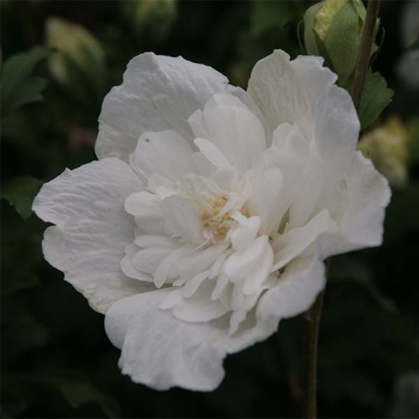 Hibiscus syriacus White Chiffon - Rose of Sharon (Flowering)