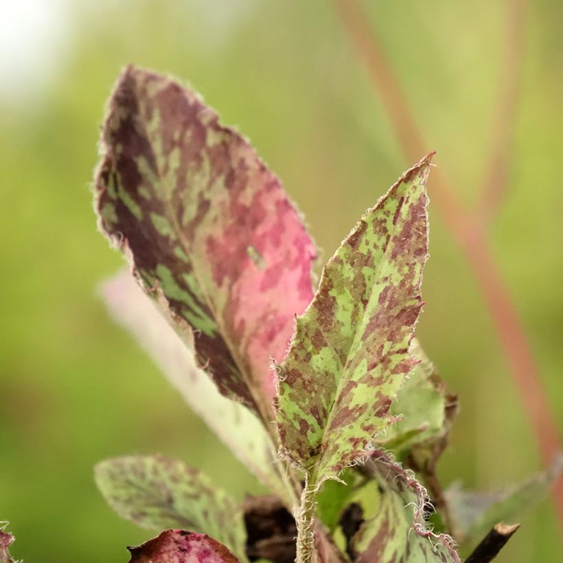 Hieracium maculatum (Foliage)