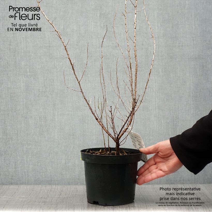 Hippophae rhamnoides 2L/3L pot sample as delivered in autumn