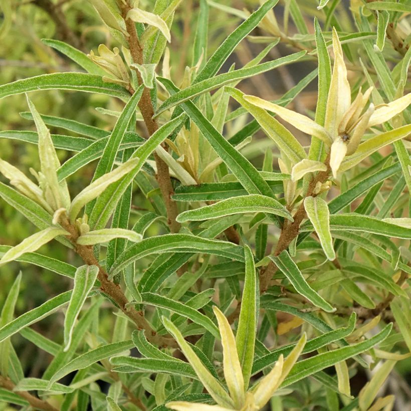 Hippophae rhamnoides Botanica (Foliage)