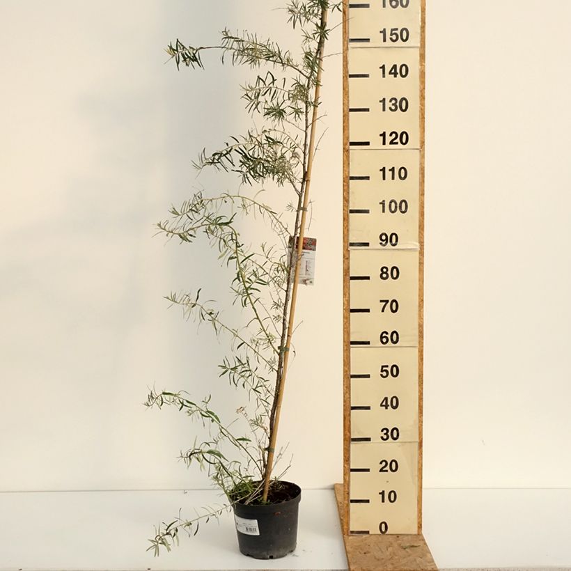 Hippophae rhamnoides Frugana - Sea buckthorn 4L/5L pot sample as delivered in summer