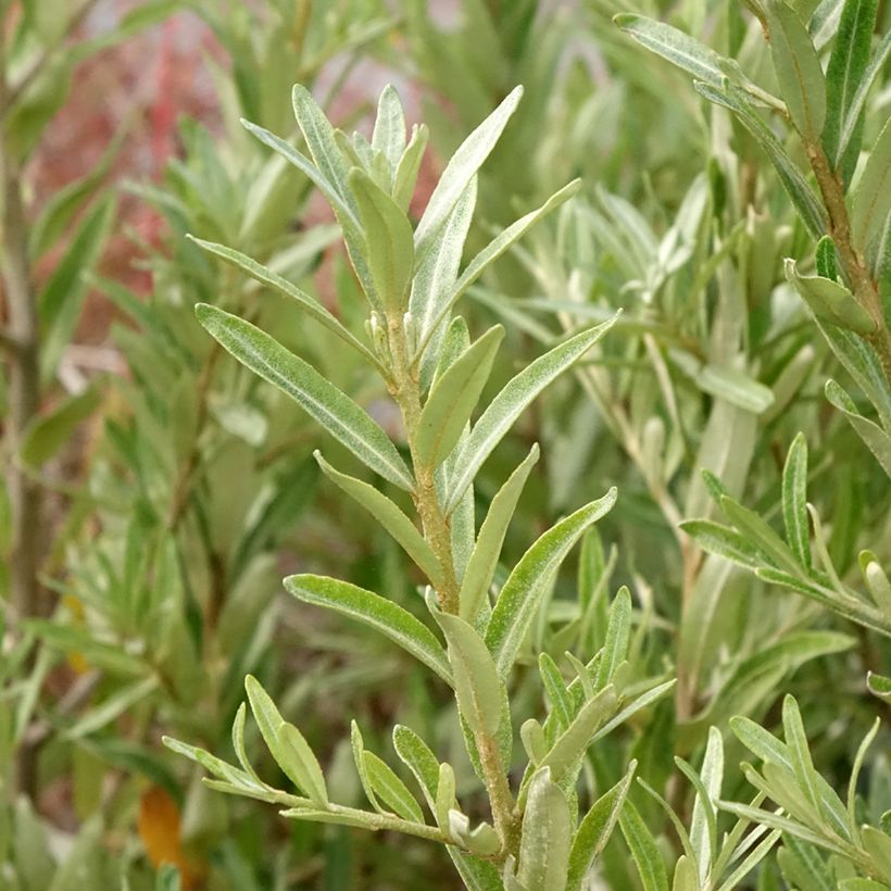 Hippophae rhamnoides Orange Energy Hagebo (Foliage)