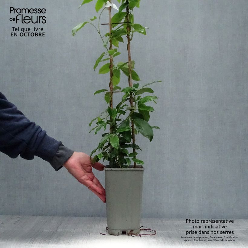 Holboellia coriacea - Sausage Vine 2L/3L pot sample as delivered in autumn