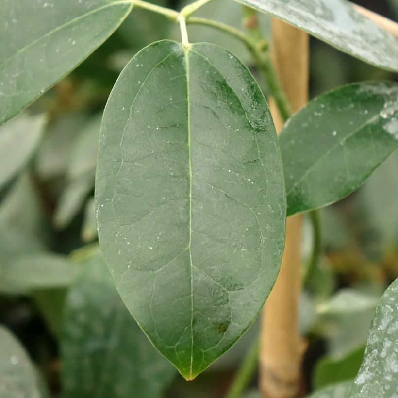 Holboellia traversii - China Bluebell (Foliage)