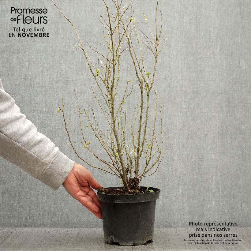 Holodiscus discolor 4L/5L pot sample as delivered in autumn
