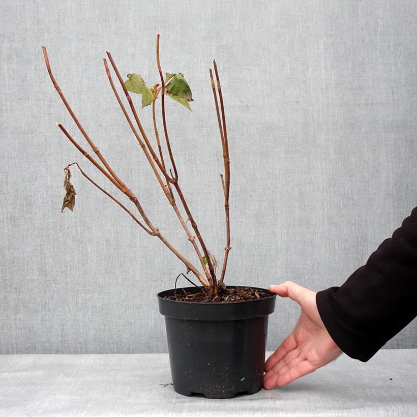 Hydrangea quercifolia Bultinks Giant Flowers 2L/3L potShipped height around 30/40cm sample as delivered in winter