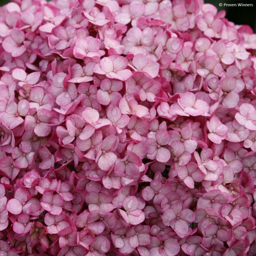 Hydrangea arborescens BellaRagazza Mauvette (Flowering)