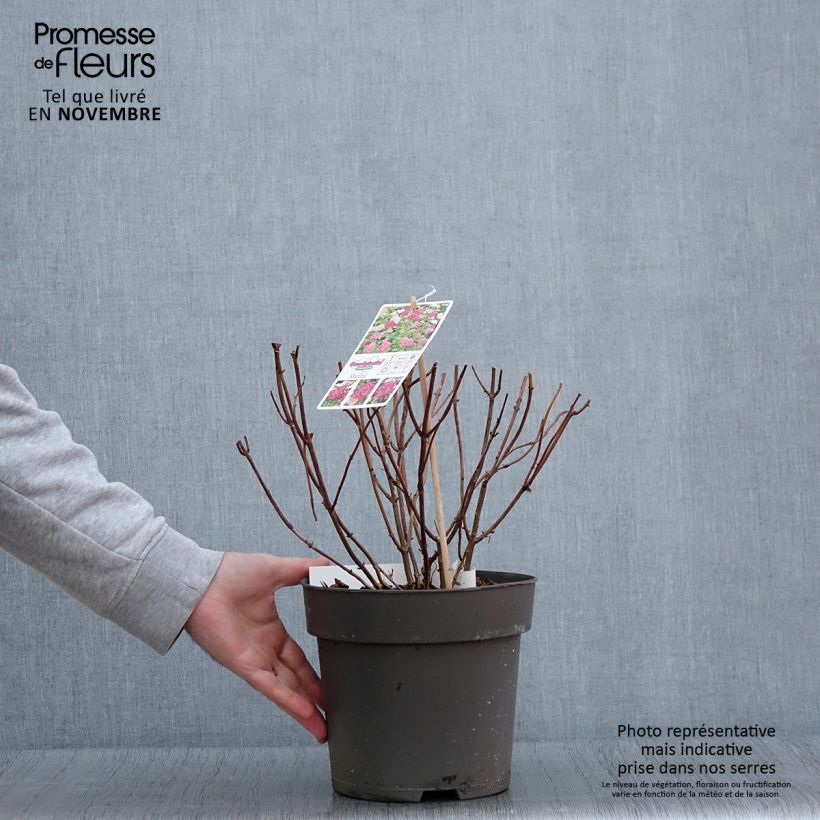 Hydrangea arborescens Candybelle Sorbet 4L/5L pot sample as delivered in autumn