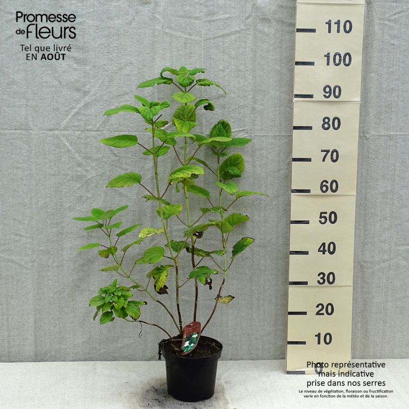Hydrangea arborescens Hills of Snow 2L/3L pot sample as delivered in summer