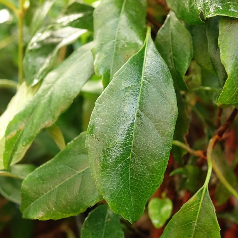 Hydrangea seemanii - Climbing Hydrangea (Foliage)