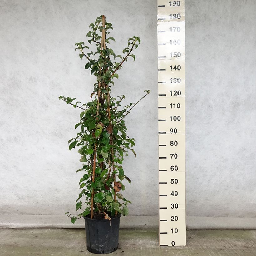 Hydrangea anomala subsp. petiolaris- Climbing Hydrangea 4L/5L potShipped height around 100/120cm sample as delivered in summer