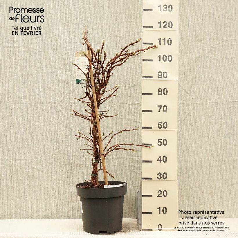 Hydrangea anomala subsp. petiolaris- Climbing Hydrangea sample as delivered in winter