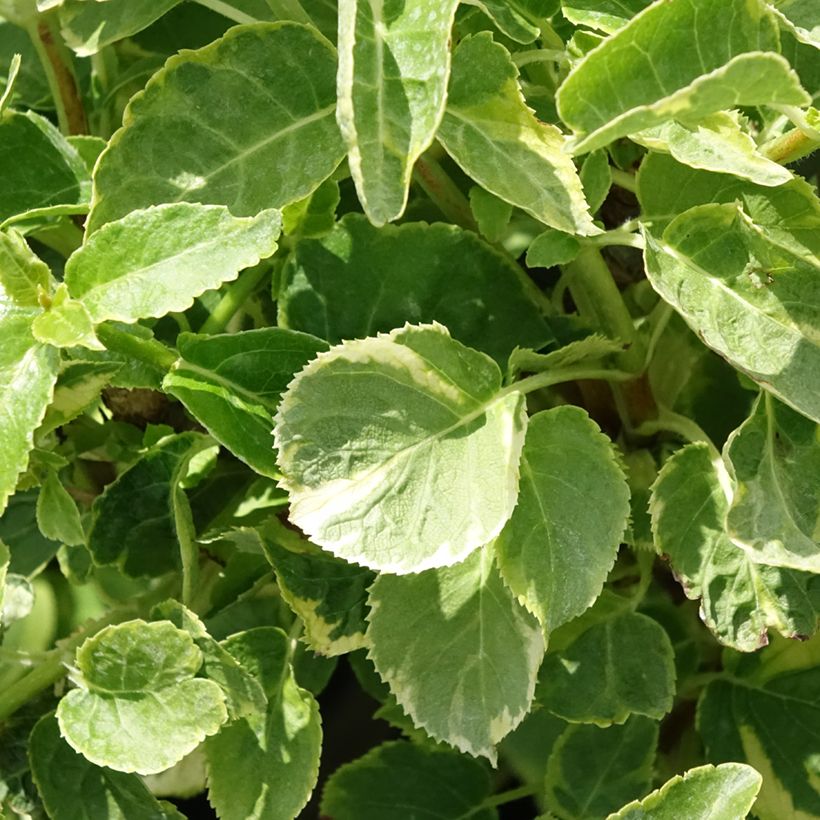 Hydrangea petiolaris Mirranda- Climbing Hydrangea (Foliage)