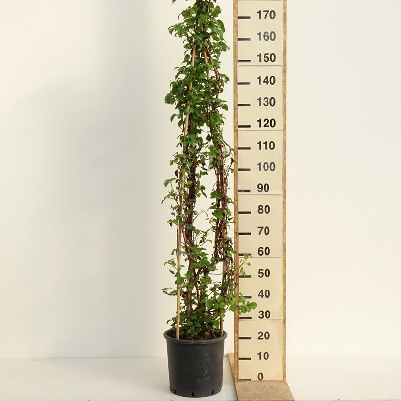Hydrangea anomala subsp. petiolaris- Climbing Hydrangea 7.5L/10L potShipped height around 125/+cm sample as delivered in spring