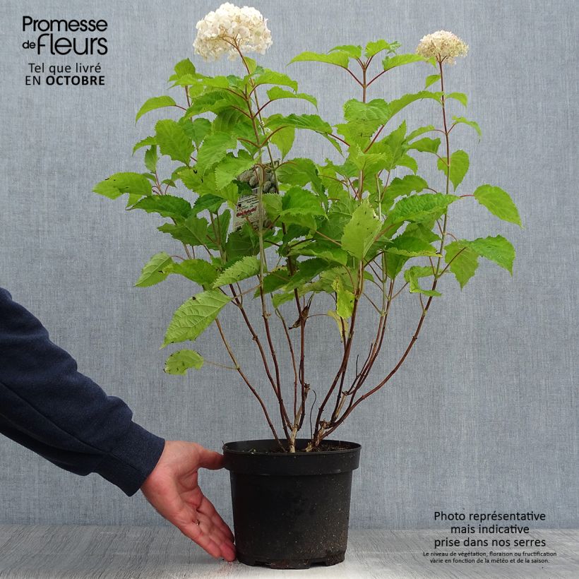 Hortensia - Hydrangea arborescens Candybelle Marshmallow Pot de 3L/4L sample as delivered in autumn