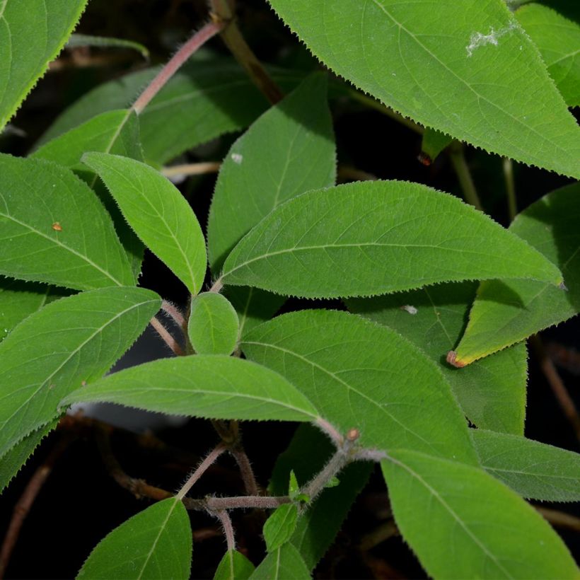Hydrangea aspera Villosa (Foliage)