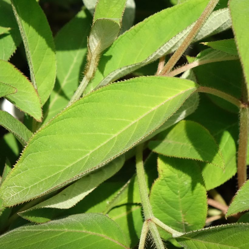 Hydrangea aspera Velvet & Lace (Foliage)