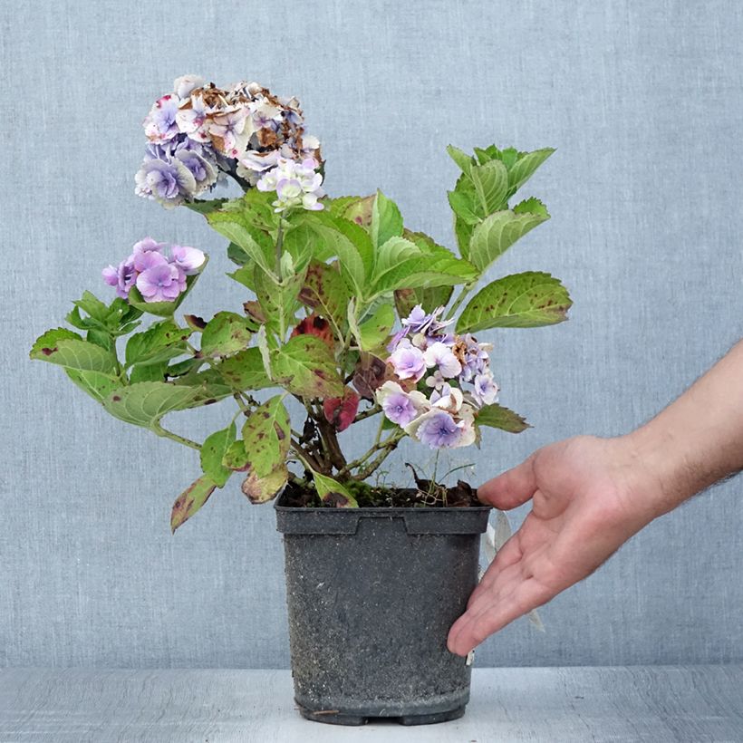 Hortensia - Hydrangea macrophylla Amethyst - Pot de 3L/4L sample as delivered in summer