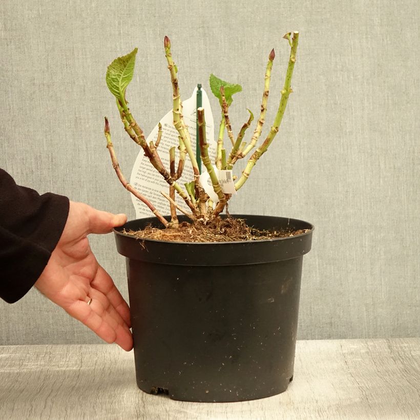 Hydrangea macrophylla Beautensia Spike 4L/5L pot sample as delivered in autumn