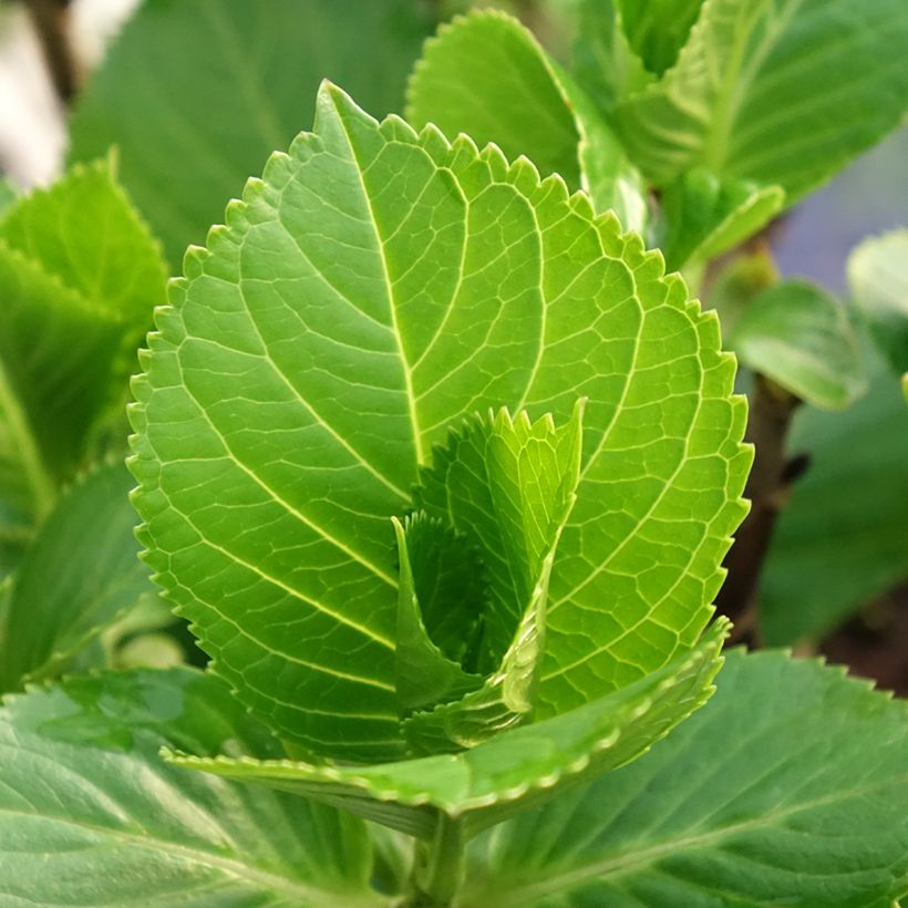 Hydrangea macrophylla Beautensia Spike (Foliage)