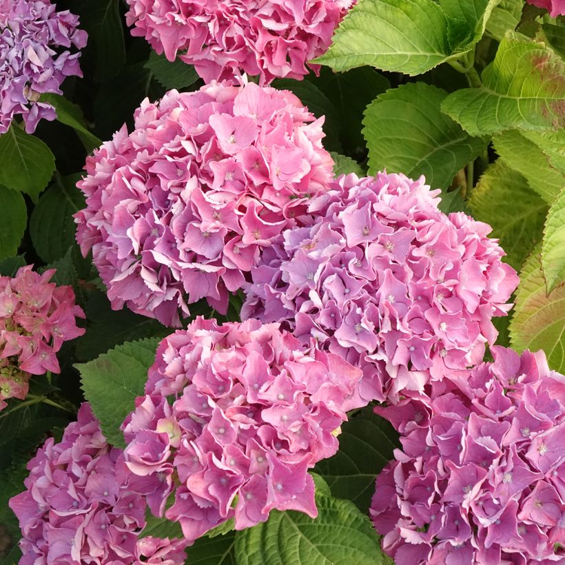 Hydrangea macrophylla Beautensia Spike (Flowering)