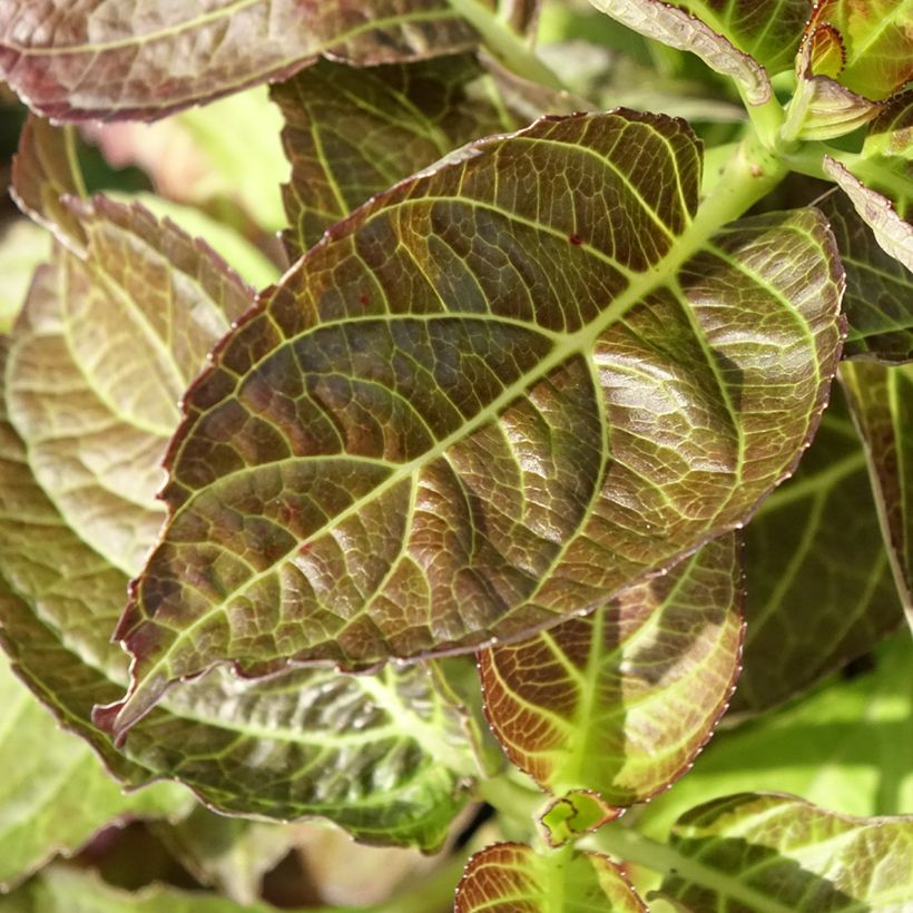Hydrangea macrophylla Benthe - Mophead Hydrangea (Foliage)