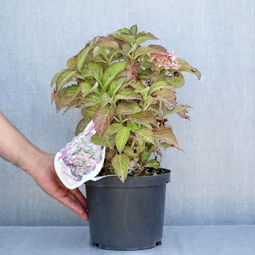 Hydrangea macrophylla Benthe - Mophead Hydrangea 4L/5L pot sample as delivered in summer